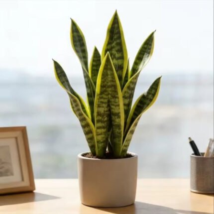 Real Touch Yellow Sansevieria