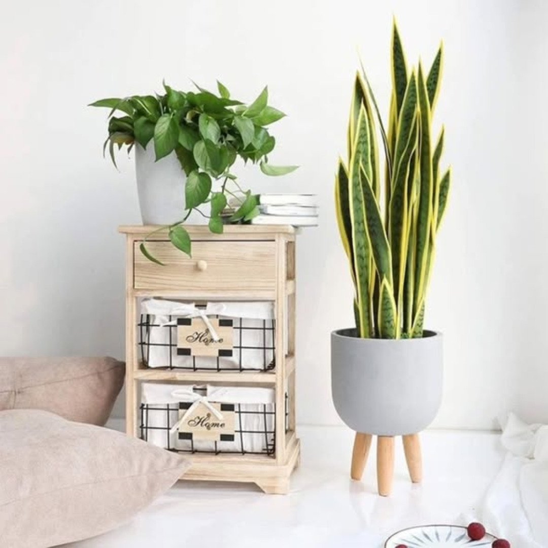 Real Touch Yellow Sansevieria