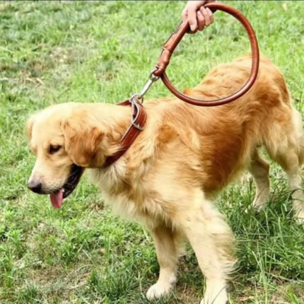 Easy grip rolled up leather dog collar and leash